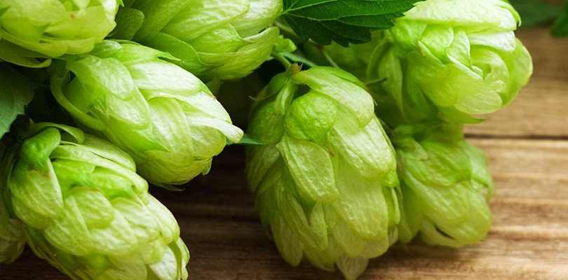 Hops: Get a Good Night’s Sleep