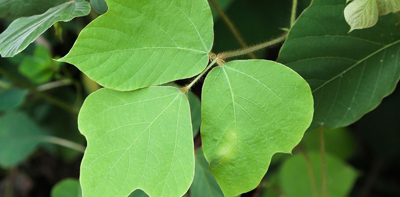 Kudzu: Great for Women