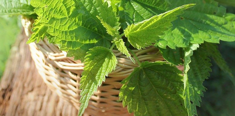 Nettle: Nutrients for Vitality